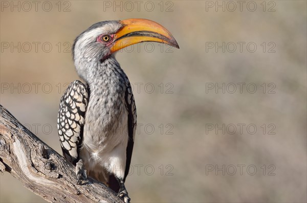 Southern Yellow-billed Hornbill (Tockus leucomelas)