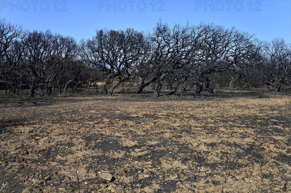 Charred trees after a wildfire