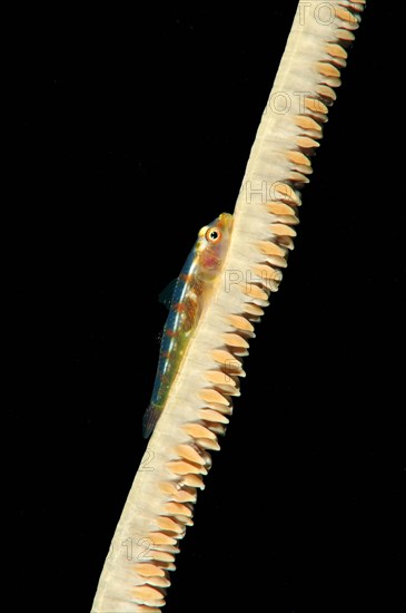 Large Whip Goby or White-line Seawhip Goby (Bryaninops amplus)