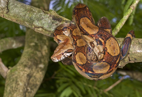 Emperor Boa (Boa constrictor imperator) hanging in a tree