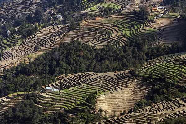 Terrace cultivation