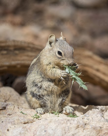 Harris' Antelope Squirrel (Ammospermophilus harrisii)