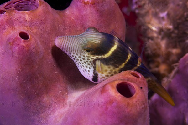 Valentini Puffer (Canthigaster valentini)