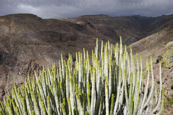 Canary Island Spurge (Euphorbia canariensis)