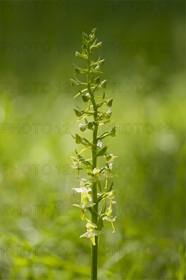 Greater Butterfly Orchid (Platanthera chlorantha)