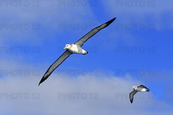 Shy albatross (Thalassarche cauta)