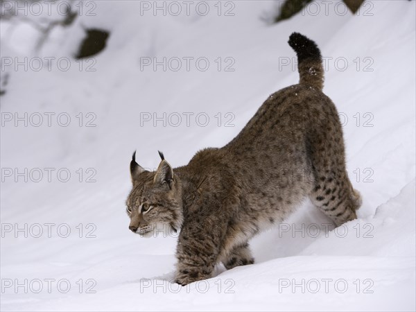 Northern Lynx (Lynx lynx) walking through snow