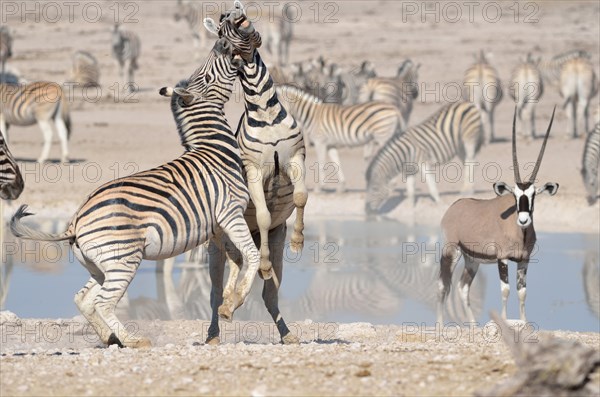 Two Burchell's Zebras (Equus burchelli)