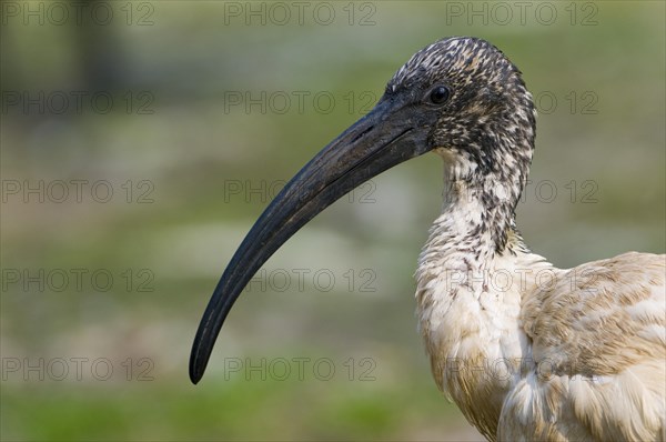 African sacred ibis (Threskiornis aethiopicus)