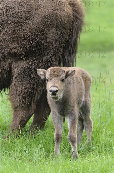 European bison (Bison bonasus)