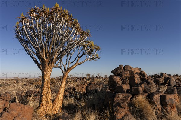 Quiver trees (Aloe dichotoma)