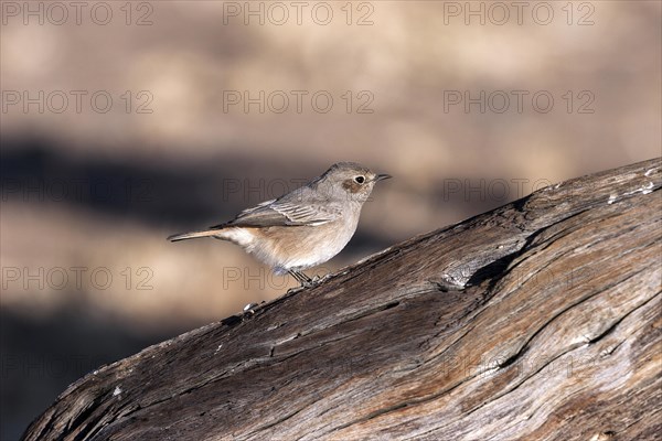 Familiar chat (Cercomela familiaris)