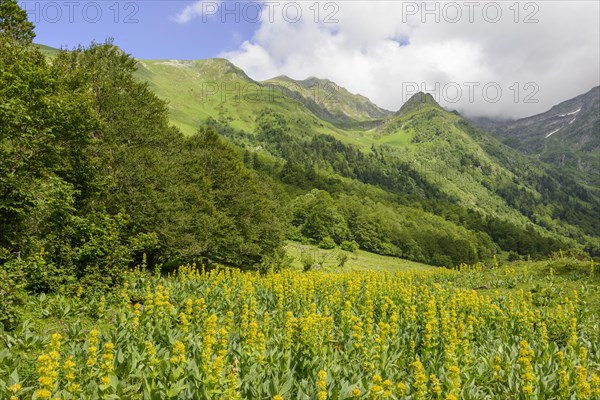 Great Yellow Gentian (Gentiana lutea)