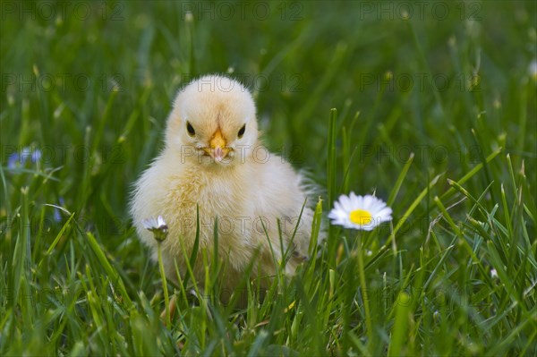 Bantam chick