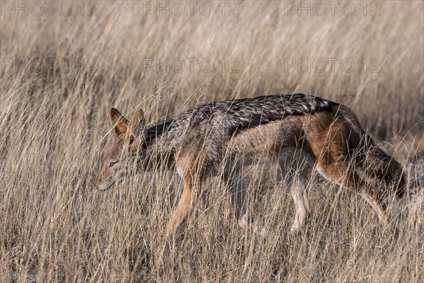 Black-backed jackal (Canis mesomelas) prowling through the grass
