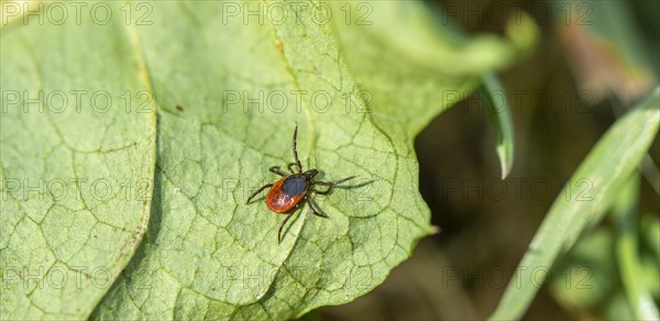 Female tick