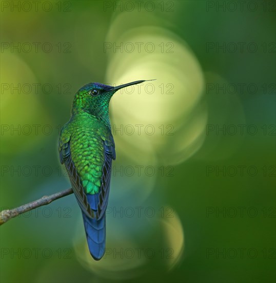 Violet-capped woodnymph (Thalurania glaucopis) on branch