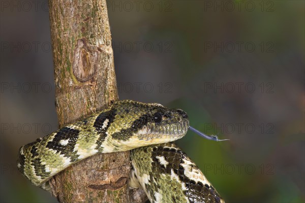 Madagascar Tree Boa (Sanzinia madagascariensis)