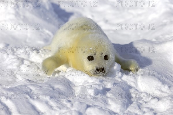 Harp Seal or Saddleback Seal (Pagophilus groenlandicus