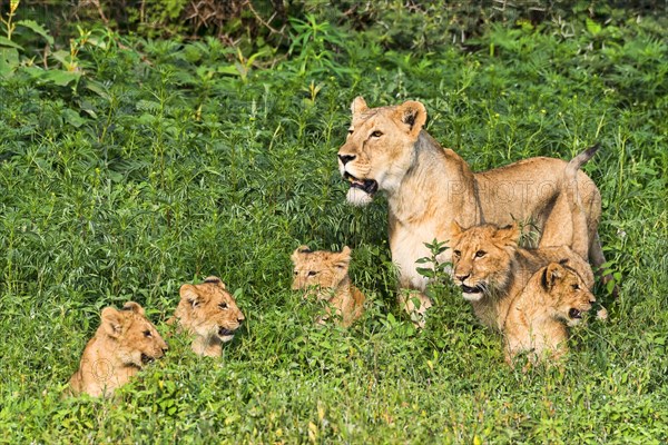 Lioness (Panthera leo) with her cubs