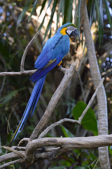 Blue-and-yellow macaw (Ara ararauna)