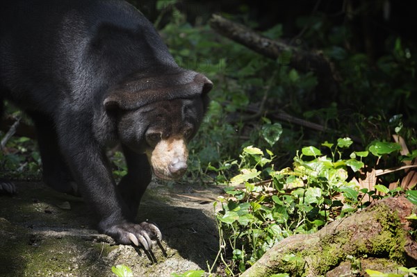 Sun Bear (Helarctos malayanus)