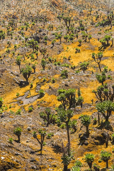 Valley with Afro-alpine vegetation