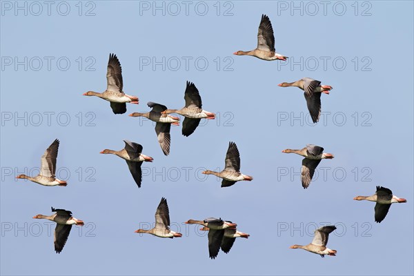 Flying greylag geese (Anser anser)