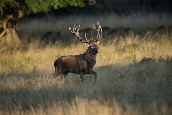 Red Deer (Cervus elaphus)