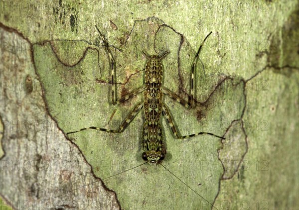 Tree Mantis (Liturgusa spec.)