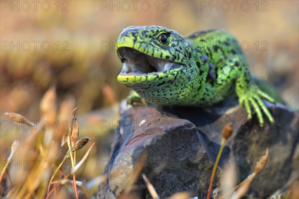 Sand lizard (Lacerta agilis)