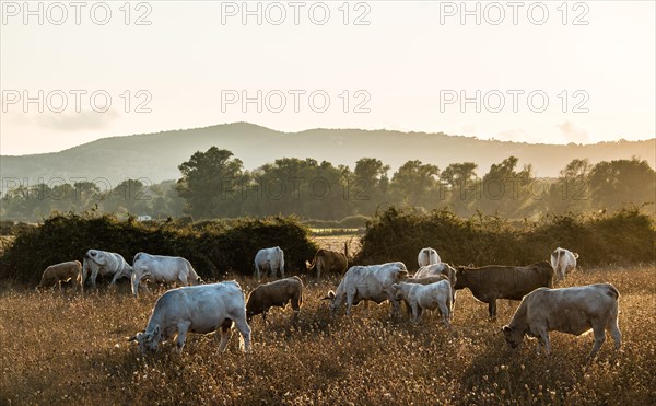 Charolais cattle in a pasture