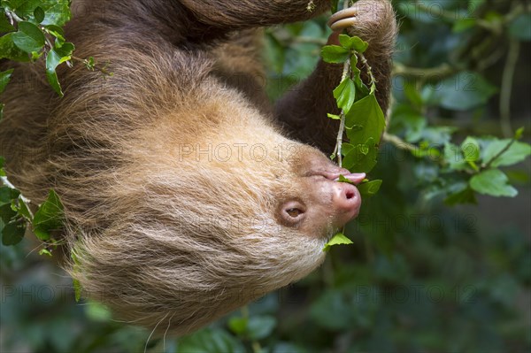 Hoffmann's Two-toed Sloth (Choloepus hoffmanni)