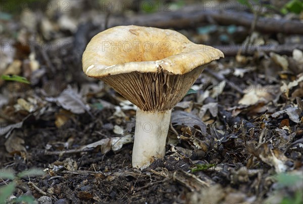 Fleecy Milkcap (Lactatus vellereus)