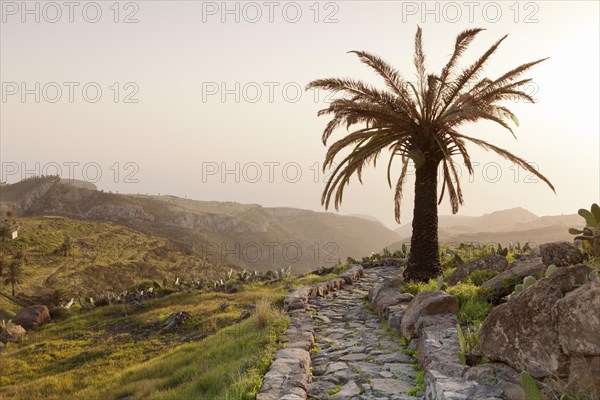 Stony path and palm tree