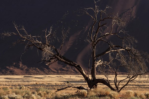 Dead Camel thorn tree (Vachellia erioloba)