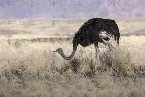 African ostrich (Struthio camelus)