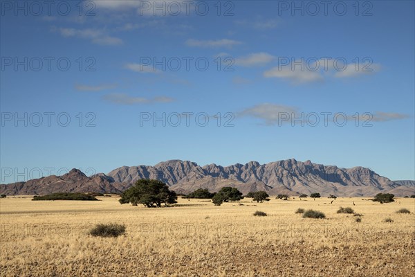 View from Elim Dune onto grass steppe and Camel thorn trees (Vachellia erioloba) at Sesriem Camp