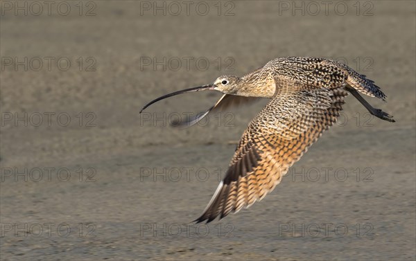 Long-billed Curlew (Numenius americanus) in flight over the beach