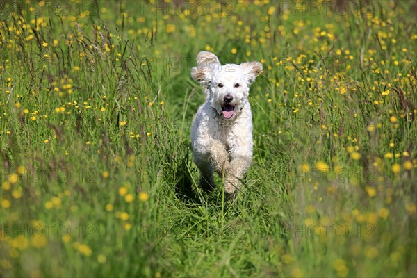 Labradoodle