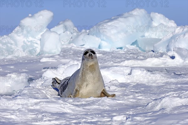 Harp Seal or Saddleback Seal (Pagophilus groenlandicus