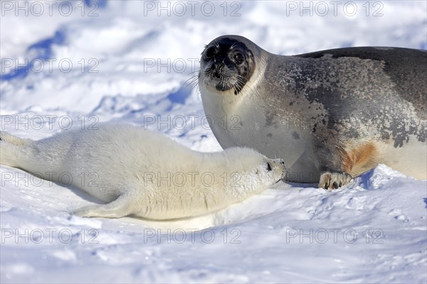 Harp Seal or Saddleback Seal (Pagophilus groenlandicus