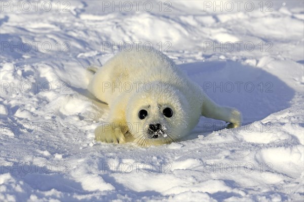 Harp Seal or Saddleback Seal (Pagophilus groenlandicus