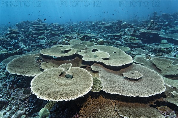 Reef flat with Acropora table coral (Acropora hyacinthus)