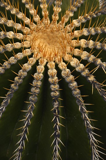 Golden Barrel Cactus (Echinocactus grusonii)