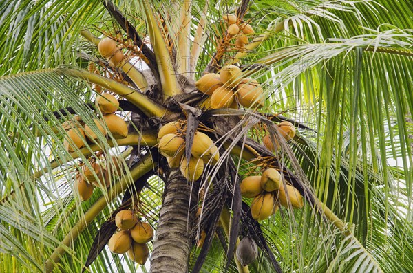 Coconuts on a coconut palm (Cocos nucifera)