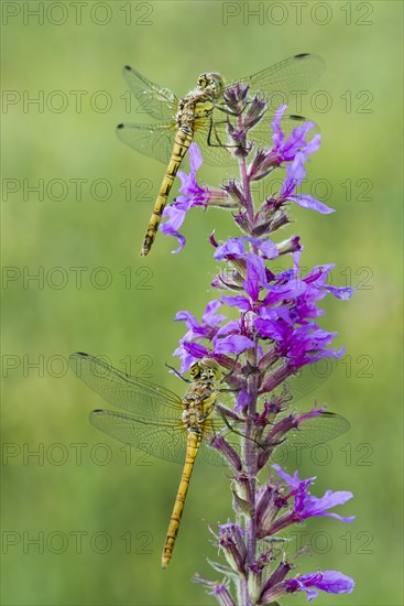 Common Darter (Sympetrum striolatum)