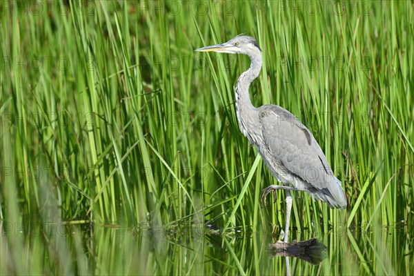 Grey Heron (Ardea cinerea)