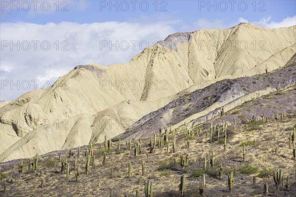 Mountains with Trichocereus pasacana cacti in the foreground