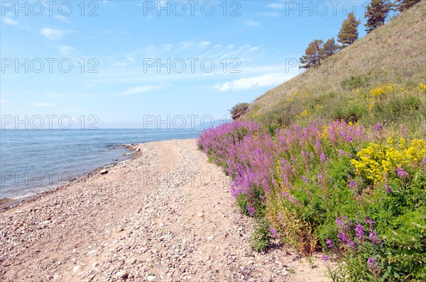 Great Willow-herb